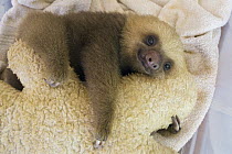 Hoffmann's Two-toed Sloth (Choloepus hoffmanni) orphan clings to its stuffed animal surrogate mother, Aviarios Sloth Sanctuary, Costa Rica
