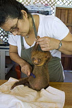 Hoffmann's Two-toed Sloth (Choloepus hoffmanni) with caretaker, Xinia Villegas, brushing orphaned baby, Aviarios Sloth Sanctuary, Costa Rica