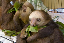 Hoffmann's Two-toed Sloth (Choloepus hoffmanni) juveniles eating leaves, Aviarios Sloth Sanctuary, Costa Rica