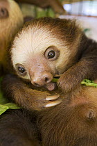 Hoffmann's Two-toed Sloth (Choloepus hoffmanni) juvenile eating leaves, Aviarios Sloth Sanctuary, Costa Rica