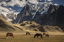 Domestic Horse (Equus caballus) herd grazing under Siula Grande near Carhuacocha Lake, Cordillera Huayhuash, Andes, Peru