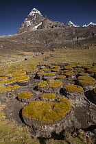 Distichia (Distichia muscoides) cushion plant in dried out swamp area under Carnicero peak, Cordillera Huayhuash, Andes, Peru