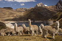 Alpaca (Lama pacos) group above Laguna Viconga, Cordillera Huayhuash, Andes, Peru
