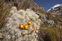 Cactus flowering near Cerro Cuyoc, Cordillera Huayhuash, Andes, Peru