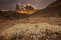 Cacti near Cerro Cuyoc, Cordillera Huayhuash, Andes, Peru