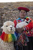Alpaca (Lama pacos) and young with woman dressed in traditional Quechua clothing, Sacsahuayman, above Cuzco, Peru
