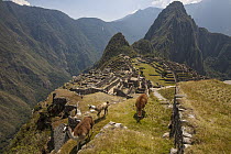 Alpaca (Lama pacos) trio above Machu Picchu near Cuzco, Peru