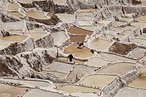 Salt spring and mine first mined by Incas in 1400s, Urubamba Valley near Cuzco, Peru