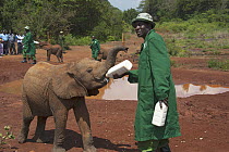 African Elephant (Loxodonta africana) calf being bottle fed by caretaker, Daphne Sheldrick's Elephant Orphanage, Kenya