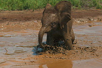 African Elephant (Loxodonta africana) calf playing in mud, Daphne Sheldrick's Elephant Orphanage, Kenya