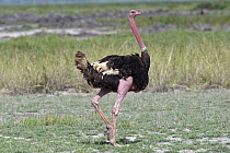 Ostrich (Struthio camelus) male, Amboseli National Park, Kenya