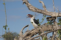 Von der Decken's Hornbill (Tockus deckeni) male feeding on insect, Tarangire National Park, Tanzania