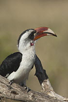 Von der Decken's Hornbill (Tockus deckeni) male, Tarangire National Park, Tanzania