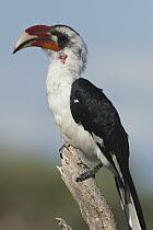 Von der Decken's Hornbill (Tockus deckeni) male, Tarangire National Park, Tanzania