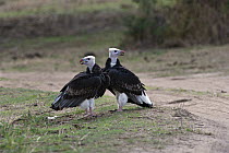 White-headed Vulture (Trigonoceps occipitalis) pair, Tarangire National Park, Tanzania