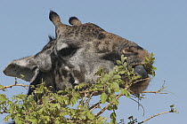 Masai Giraffe (Giraffa tippelskirchi) browsing, Tarangire National Park, Tanzania