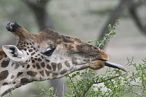 Masai Giraffe (Giraffa tippelskirchi) browsing showing long blue tongue, Ngorongoro Conservation Area, Tanzania