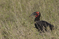 Ground Hornbill (Bucorvus leadbeateri) feeding on insect, Ngorongoro Conservation Area, Tanzania