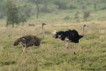 Ostrich (Struthio camelus) male and female, Ngorongoro Conservation Area, Tanzania