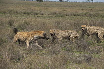 Cheetah (Acinonyx jubatus) males facing off with Spotted Hyena (Crocuta crocuta) to protect their kill, Ngorongoro Conservation Area, Tanzania