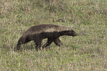 Honey Badger (Mellivora capensis), Ngorongoro Conservation Area, Tanzania