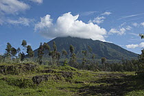 Virunga Mountains, Parc National des Volcans, Rwanda
