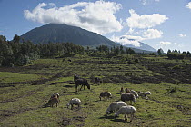 Domestic Cattle (Bos taurus) group and Domestic Sheep (Ovis aries) flock grazing, Virunga Mountains, Parc National des Volcans, Rwanda