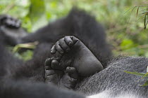 Mountain Gorilla (Gorilla gorilla beringei) feet, Parc National des Volcans, Rwanda