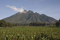 Virunga Mountains with maize in foreground, Parc National des Volcans, Rwanda