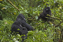 Mountain Gorilla (Gorilla gorilla beringei) family, Parc National des Volcans, Rwanda