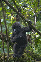Mountain Gorilla (Gorilla gorilla beringei) young scratching itself, Parc National des Volcans, Rwanda