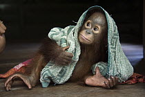 Orangutan (Pongo pygmaeus) two year old infant playing with towel, Orangutan Care Center, Borneo, Indonesia
