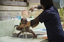 Orangutan (Pongo pygmaeus) caretaker bathing infant, Orangutan Care Center, Borneo, Indonesia