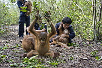 Orangutan (Pongo pygmaeus) caretakers with infants in forest during forest exploration and training program, Orangutan Care Center, Borneo, Indonesia