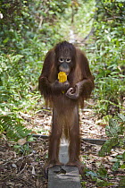 Orangutan (Pongo pygmaeus) juvenile eating fruit during forest exploration and training program, Orangutan Care Center, Borneo, Indonesia
