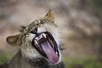 African Lion (Panthera leo) juvenile male yawning, Kalahari, Northern Cape, South Africa