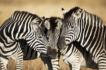 Burchell's Zebra (Equus burchellii) females nuzzling foal, Rietvlei Nature Reserve, Gauteng, South Africa