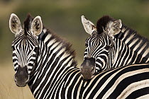 Burchell's Zebra (Equus burchellii) pair, Kruger National Park, South Africa