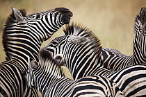 Burchell's Zebra (Equus burchellii) mothers and foals, Kruger National Park, South Africa