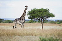 South African Giraffe (Giraffa giraffa giraffa) female in savannah, Kruger National Park, South Africa