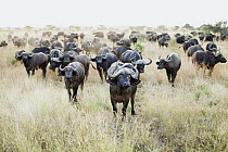 Cape Buffalo (Syncerus caffer) herd, Kruger National Park, South Africa