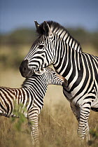 Burchell's Zebra (Equus burchellii) mother and foal, Kruger National Park, South Africa