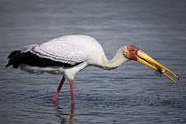 Yellow-billed Stork (Mycteria ibis) catching fish, Kruger National Park, South Africa