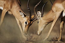 Impala (Aepyceros melampus) males sparring, Kruger National Park, South Africa