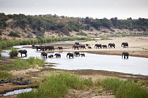 African Elephant (Loxodonta africana) herd in Letaba River, Kruger National Park, South Africa