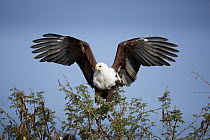 African Fish Eagle (Haliaeetus vocifer) landing, Kruger National Park, South Africa
