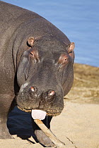 Hippopotamus (Hippopotamus amphibius) sticking out tongue, Kruger National Park, South Africa