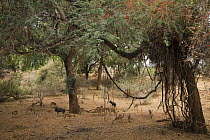 Nyala (Tragelaphus angasii) and Impala (Aepyceros melampus) under trees, Pafuri Camp, Kruger National Park, South Africa