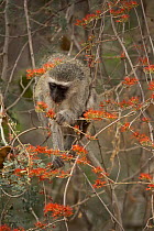 Vervet Monkey (Chlorocebus pygerythrus) eating Fire Vine (Combretum paniculatum) flowers, Pafuri Camp, Kruger National Park, South Africa