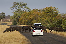 Cape Buffalo (Syncerus caffer) herd crossing road near tourist vehicles, Kruger National Park, South Africa